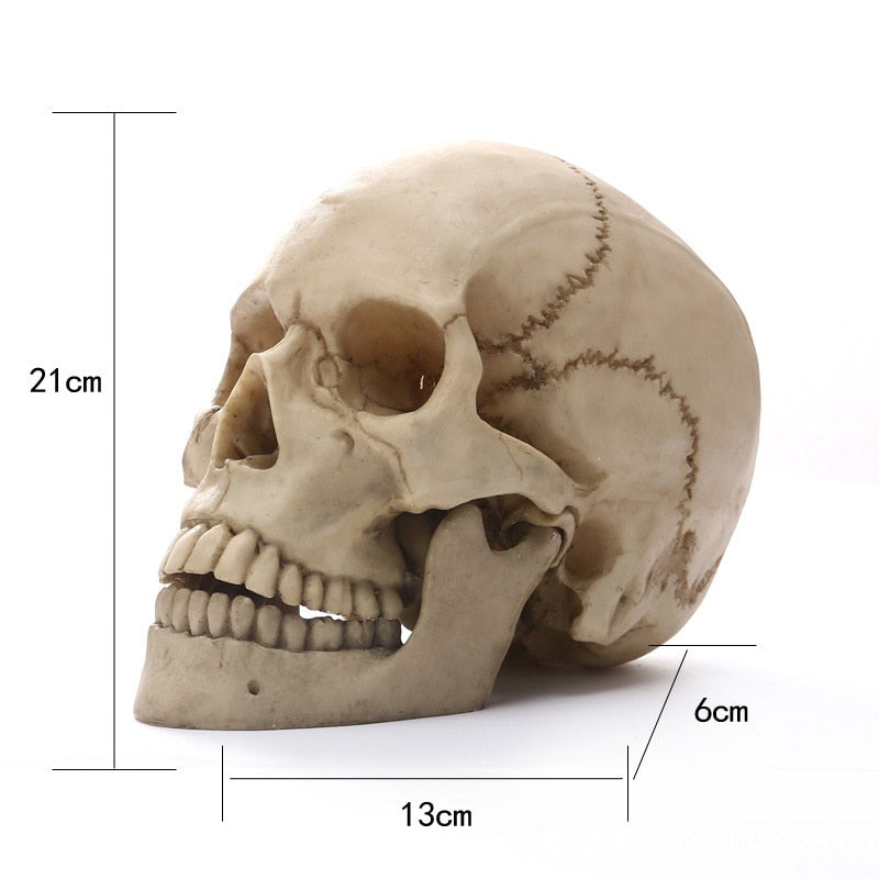 BowLift | 1:1 Human Head Skull Statue for Home Decor Resin Figures Halloween Decoration Sculpture Medical Teaching Sketch Model Craft