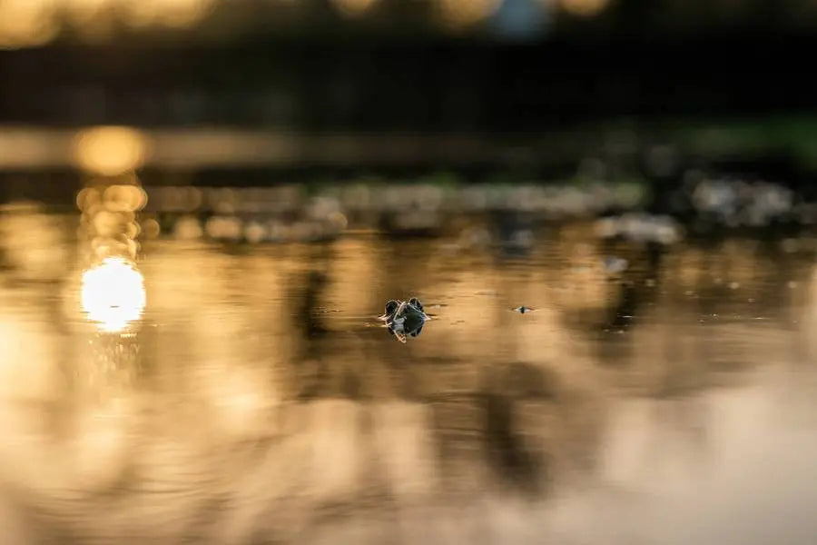 BowLift | Ultimate Frog Lure Popper – With Propeller Feet for Realistic Swimming Motion