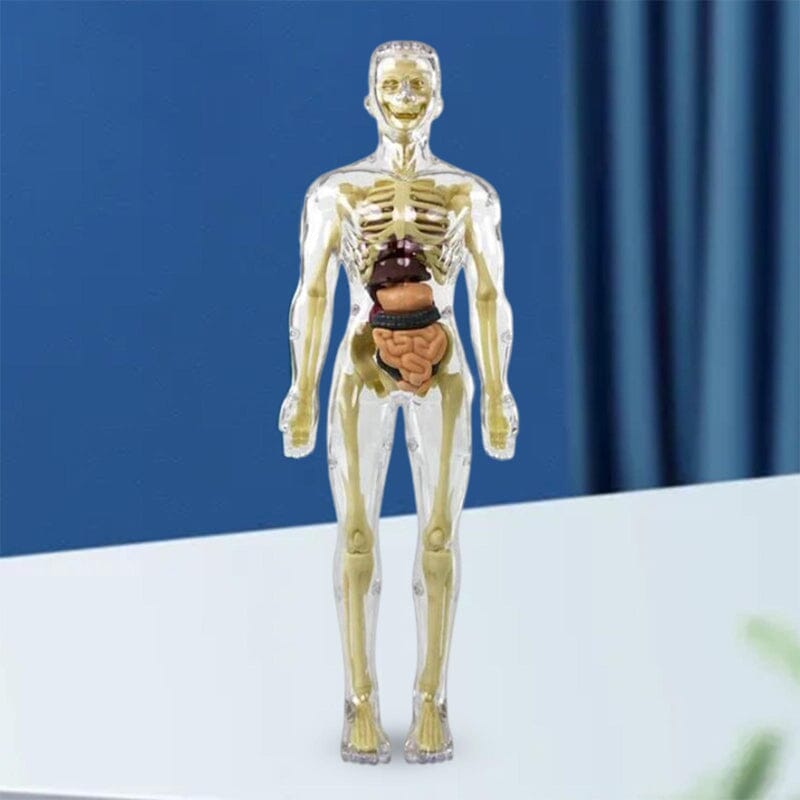 BowLift | 3D human body torso model for children anatomy model skeleton