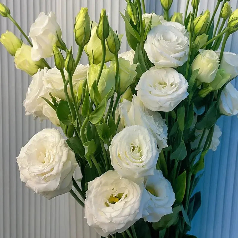 BowLift | 200 Seeds Eustoma - Thornless Rose Seeds – Fast Germination & Long Blooming Period