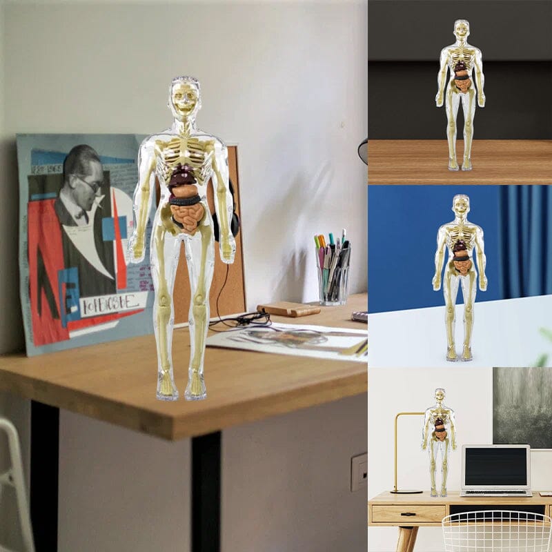 BowLift | 3D human body torso model for children anatomy model skeleton