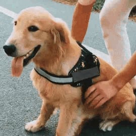 BowLift | Anti Choke Dog Harness