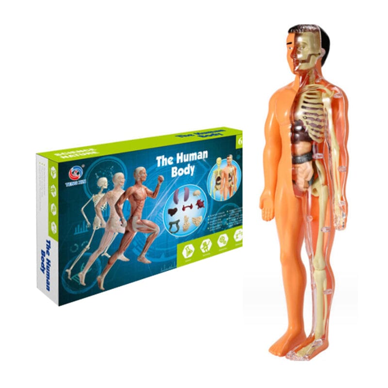 BowLift | 3D human body torso model for children anatomy model skeleton