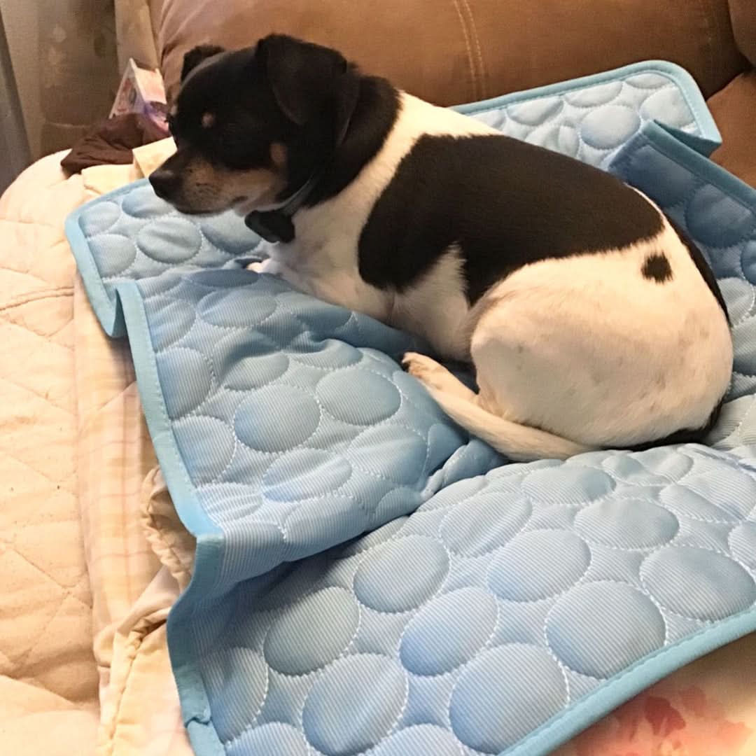 BowLift | COOLTAILS - Premium Cooling Mat