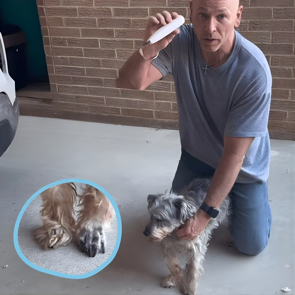 BowLift | Dog Paw Trimmer Quiet Electric Grooming Clipper LED Precision Tool