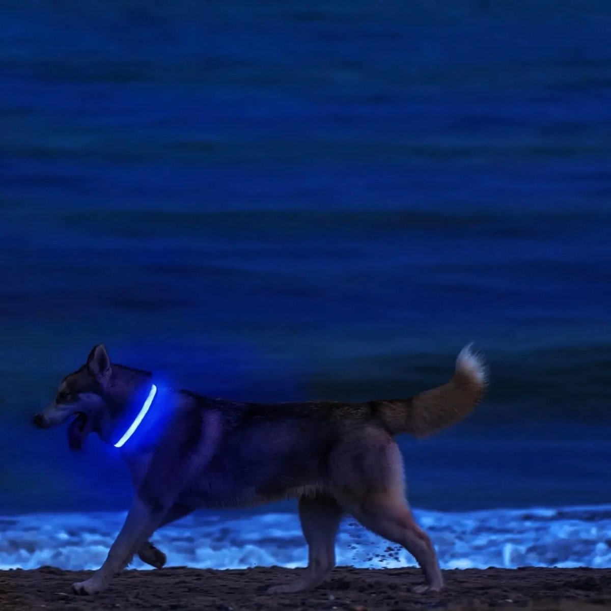 BowLift | LED Safety Dog Collar with Adjustable Fit