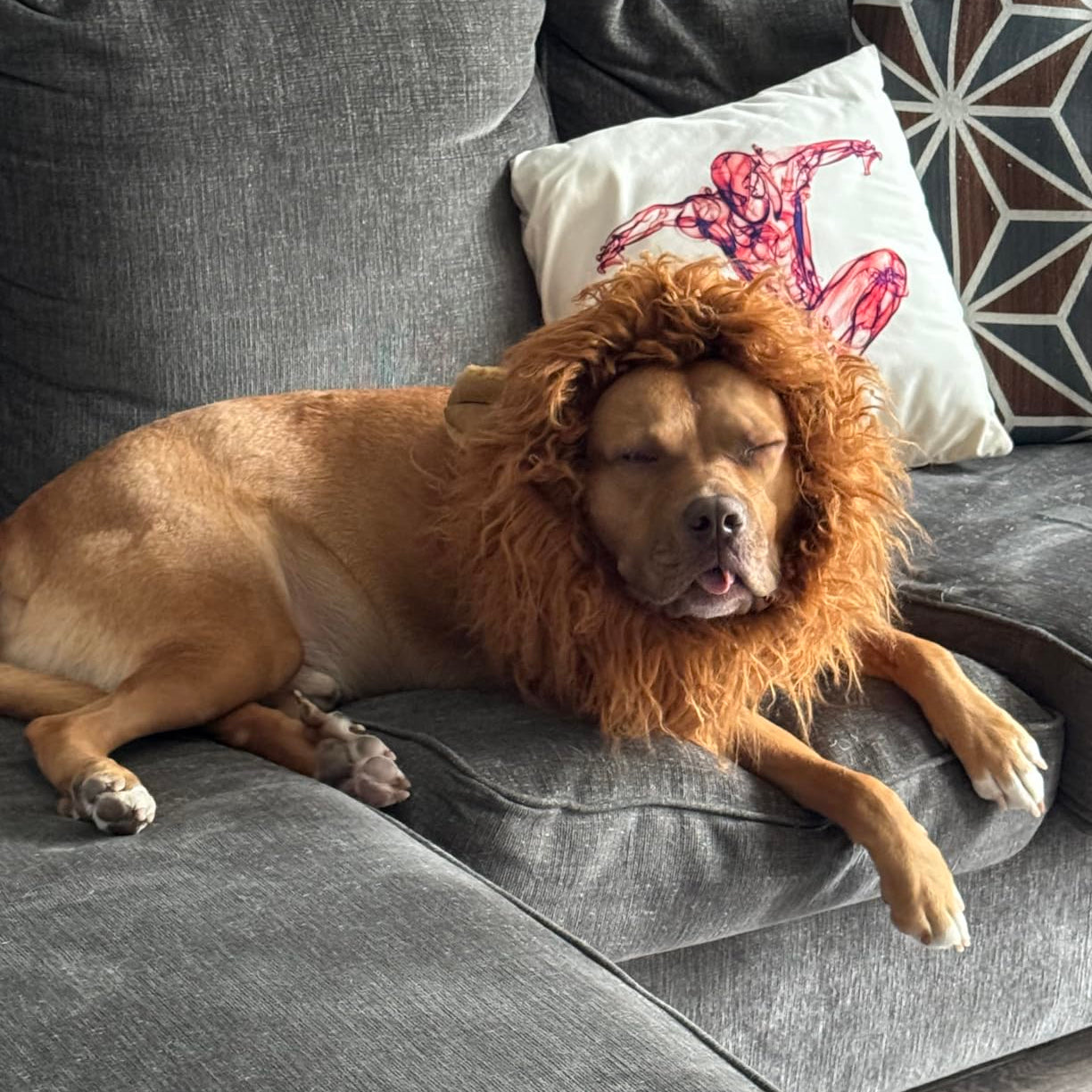 BowLift | Halloween Dog Costume Lion Mane Wig