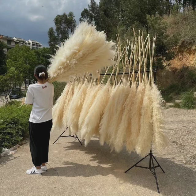 BowLift | Large fluffy pampas grass