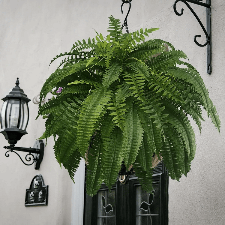 BowLift | EverGreen Boston Fern – Artificial Plant with UV Protection and Weather Resistant Design