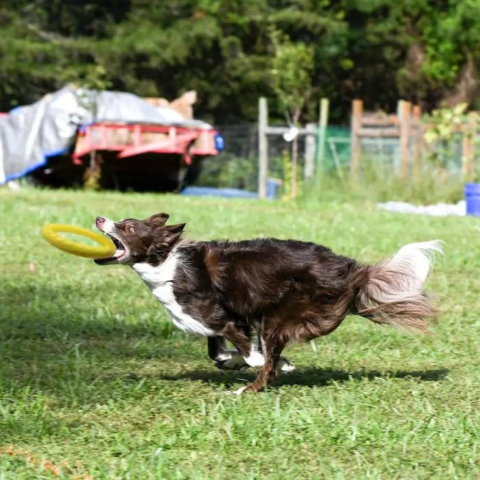 AeroFetch • Interactive Dog Toy - Interactive Dog Toy - BowLift