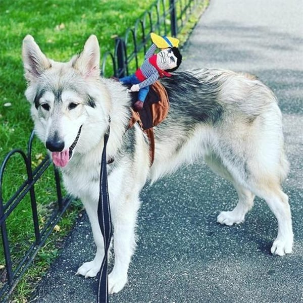BowLift | The Cowboy Rider Dog Costume