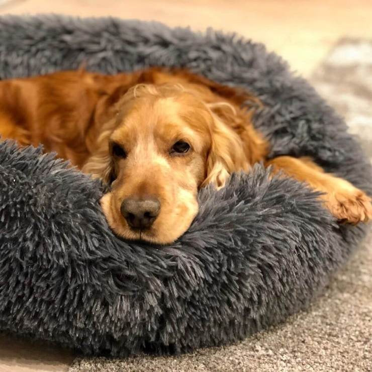 BowLift | Dog Bed Plush Orthopaedic Calming Pet Cushion