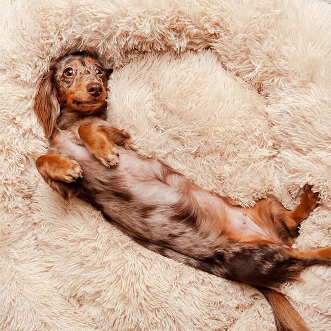 BowLift | FUZZYPLUSH – Orthopedic Plush Dog Bed for Deep Sleep