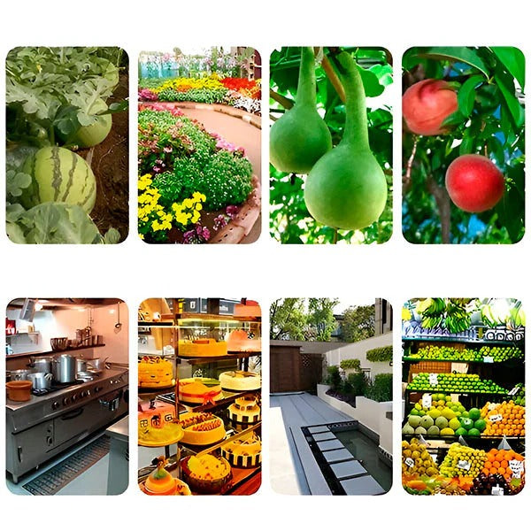 BowLift | Hanging Fly Trap with Adhesive Layer (6 Pcs)