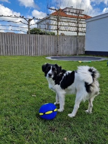 BowLift | Interactive Doggy Disc Ball