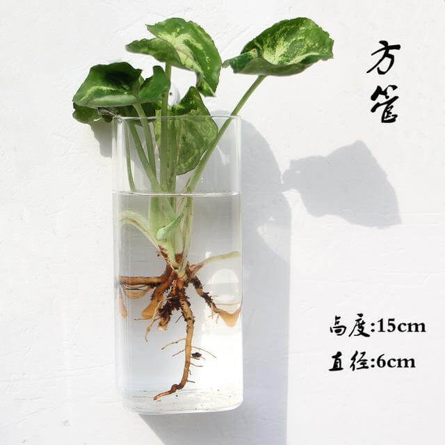 BowLift | Handmade New Hexagonal Wall Clear Terrarium Vase