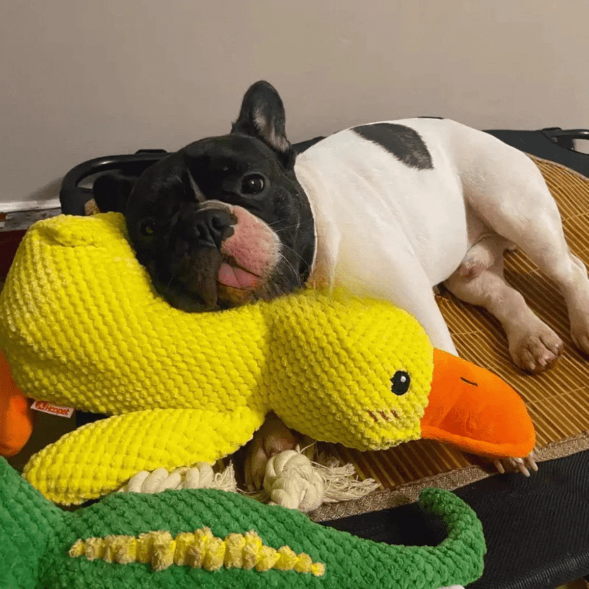 BowLift | PawVerve Plush Duck Toy for Dogs | Soft squeaky comfort toy for playful and relaxed pets