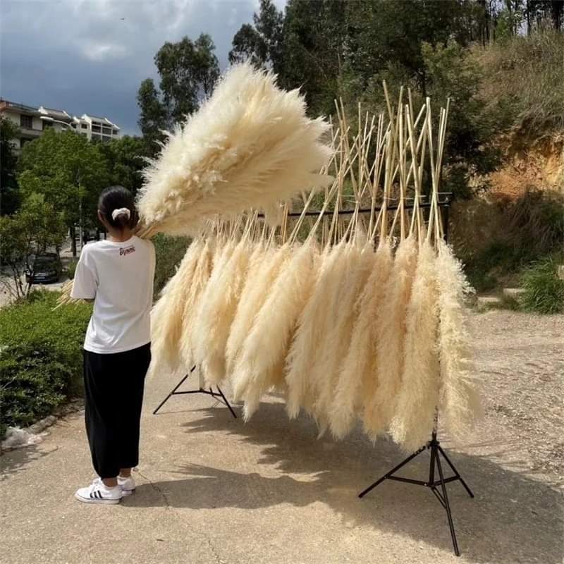 BowLift | 1.5M Pampas grass