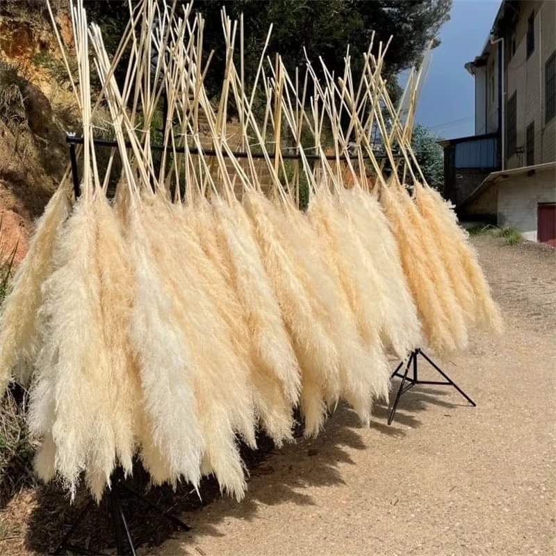 BowLift | 1.5M Pampas grass