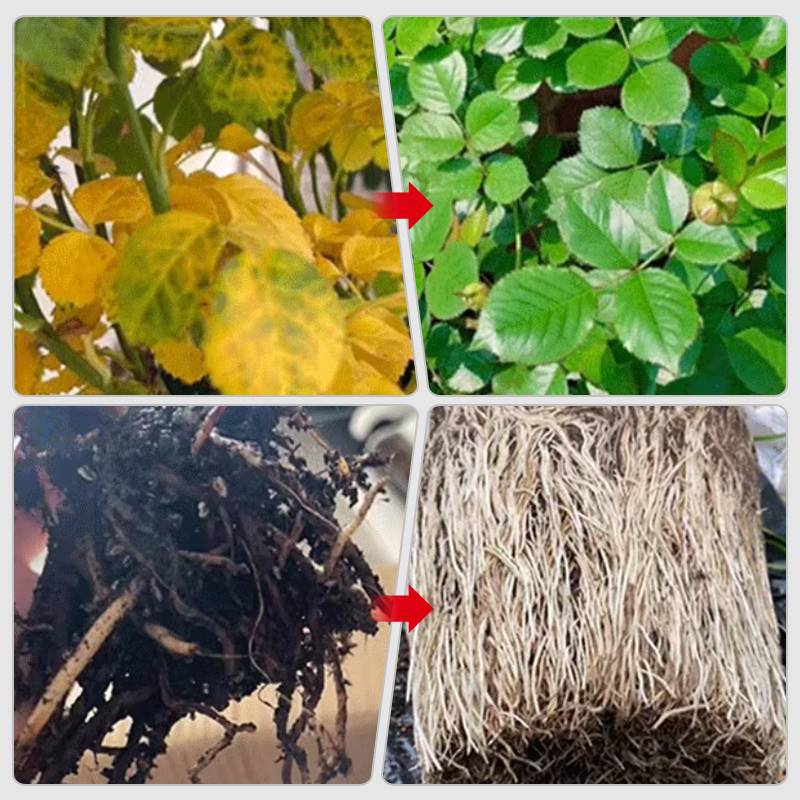 BowLift | Fast-Acting Nutrient Solution for Plants