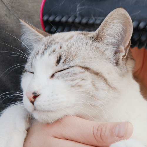 BowLift | 3 in 1 Deshedding Undercoat & Fur Brush