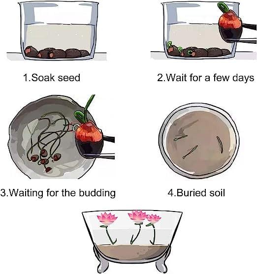BowLift | LotusWaters – Bonsai Water Garden Seeds for Pond and Balcony