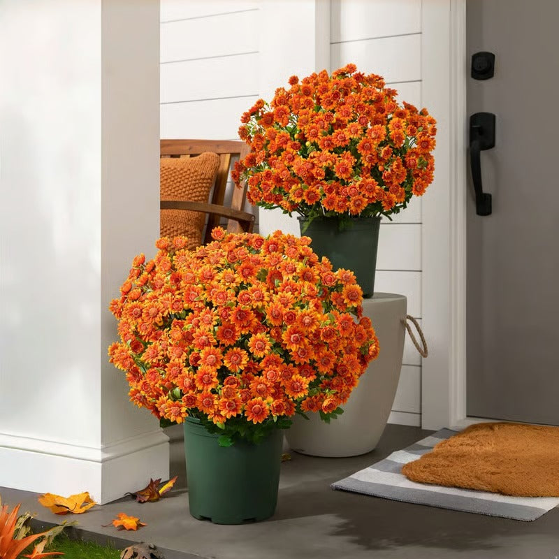 BowLift | AutumnBlaze — Your worry-free garden hit with colors that enchant every autumn!
