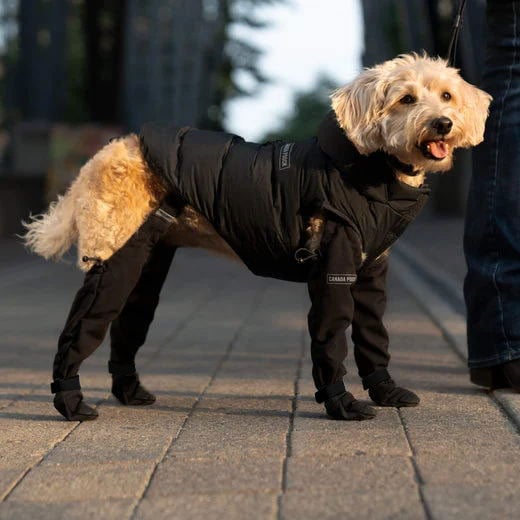 BowLift | PootShield Dog Boots – Weatherproof Shoes for Every Walk