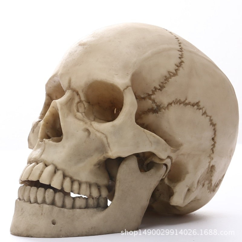 BowLift | 1:1 Human Head Skull Statue for Home Decor Resin Figures Halloween Decoration Sculpture Medical Teaching Sketch Model Craft