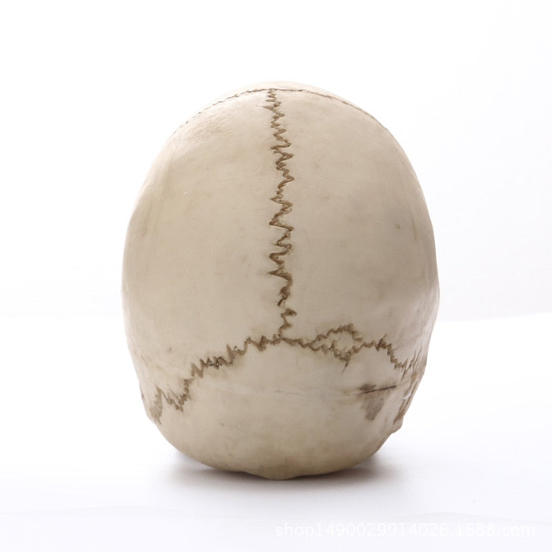 BowLift | 1:1 Human Head Skull Statue for Home Decor Resin Figures Halloween Decoration Sculpture Medical Teaching Sketch Model Craft