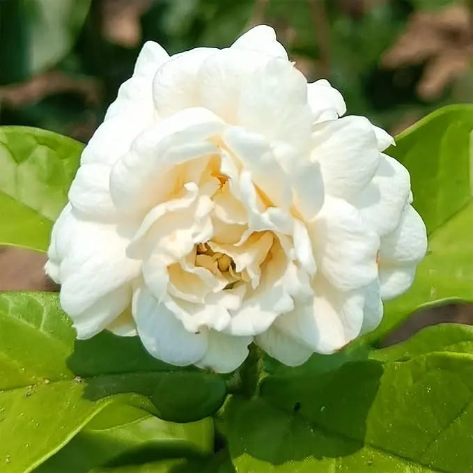 BowLift | 100 jasmine seeds for fragrant, evergreen climbing plants