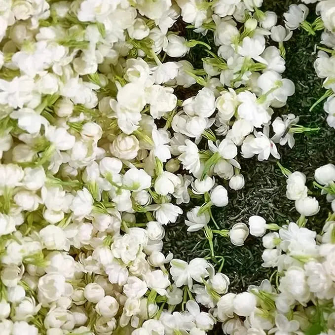 BowLift | 100 jasmine seeds for fragrant, evergreen climbing plants