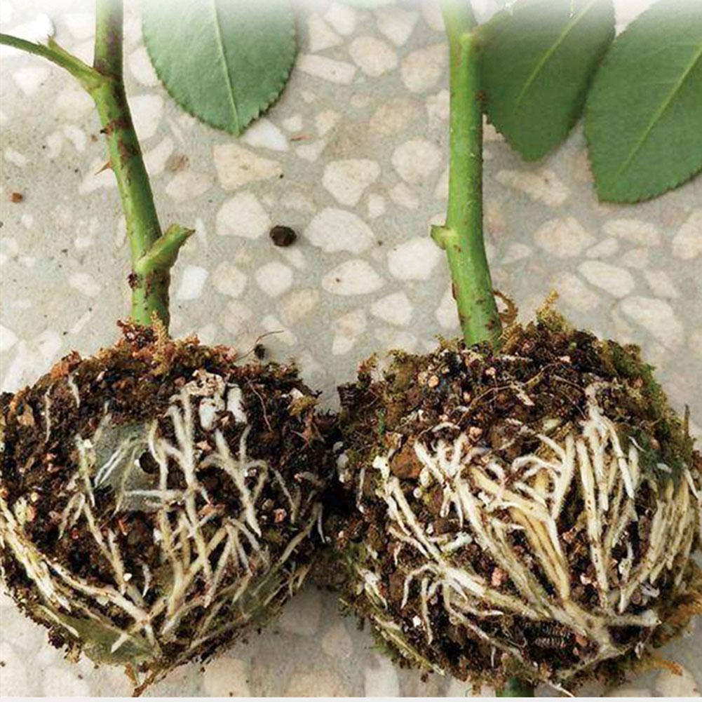 Plant Root Growing Box (5 PCS) | Bowlift