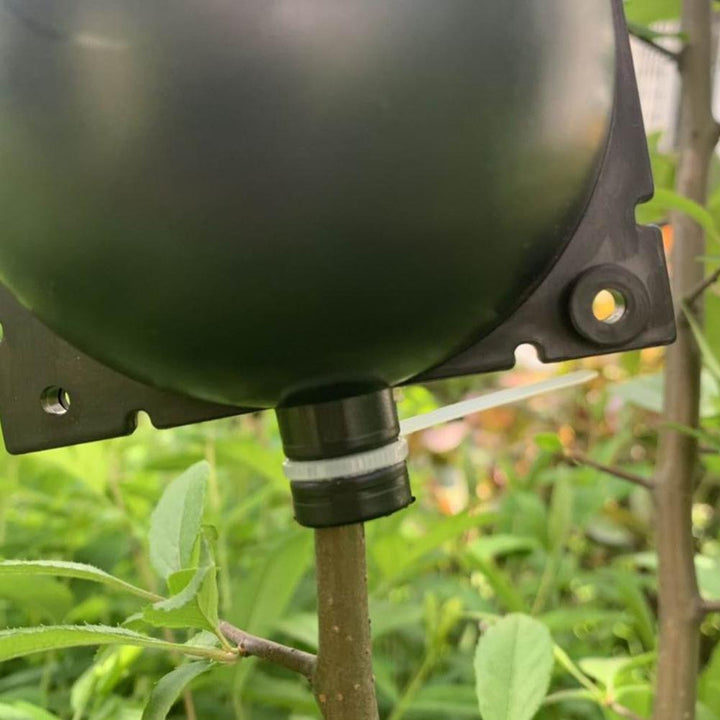 Plant Root Growing Box (5 PCS) | Bowlift