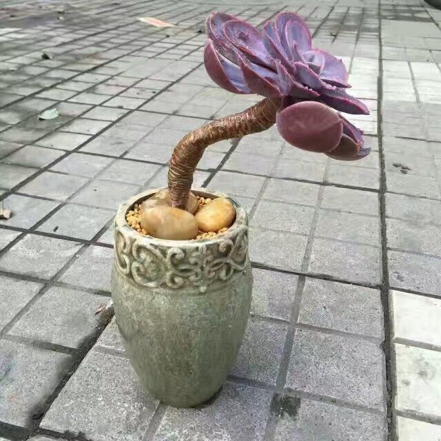 Domestic Flower Vase Bowlift