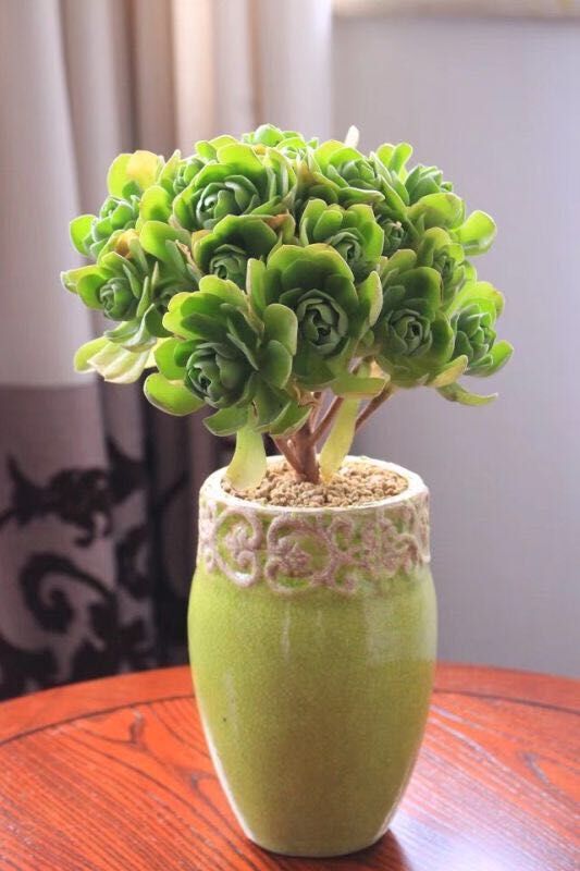 Domestic Flower Vase Bowlift