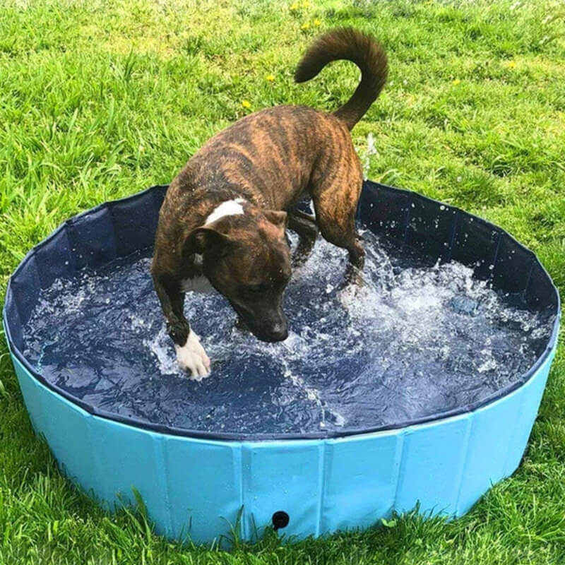 SplashZone • Dog Pool