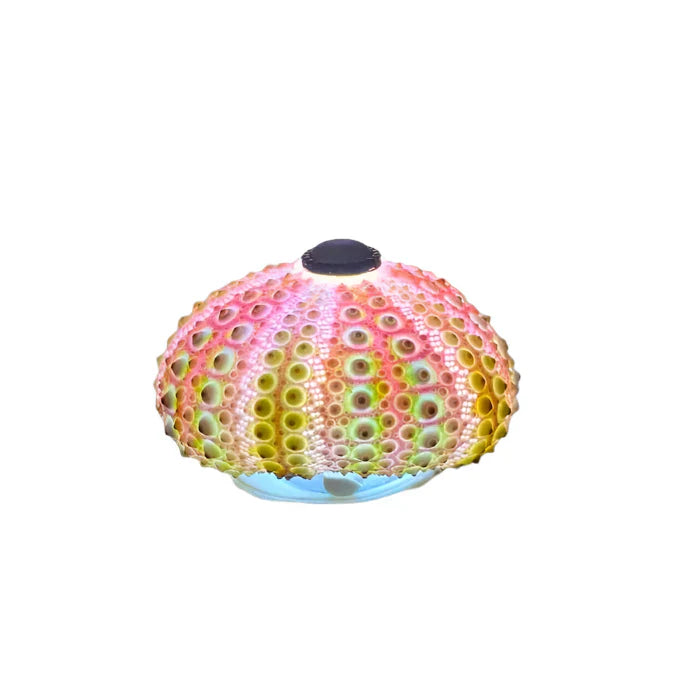 CoastalGlow DIY Hedgehog Night Light Bowlift