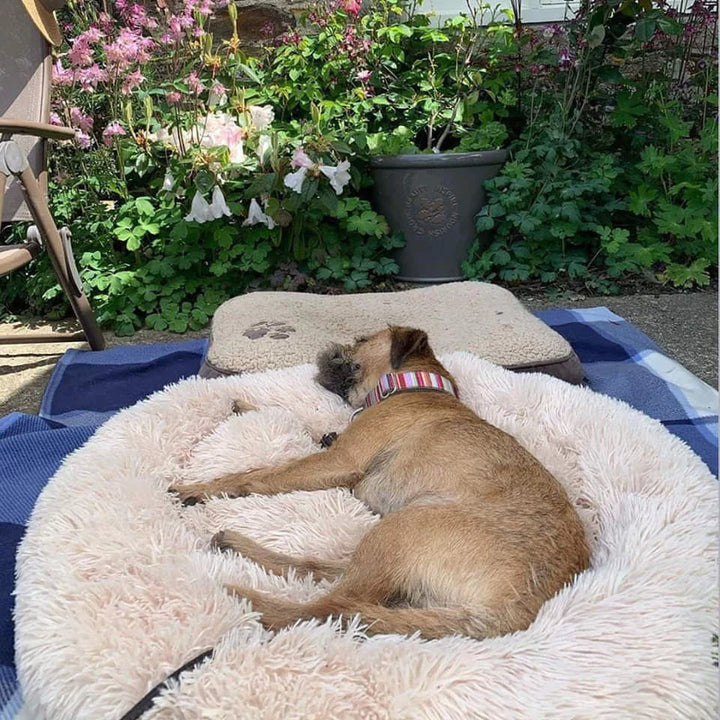 BowLift | Calming Dog Bed