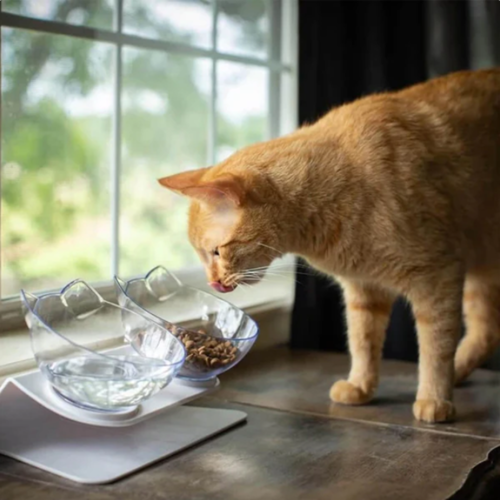 Whisker-Friendly •  Raised Cat Bowl