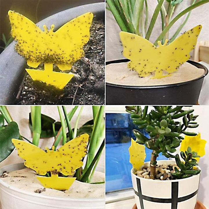 BowLift | Fruit Fly Fungus Gnat Sticky Trap