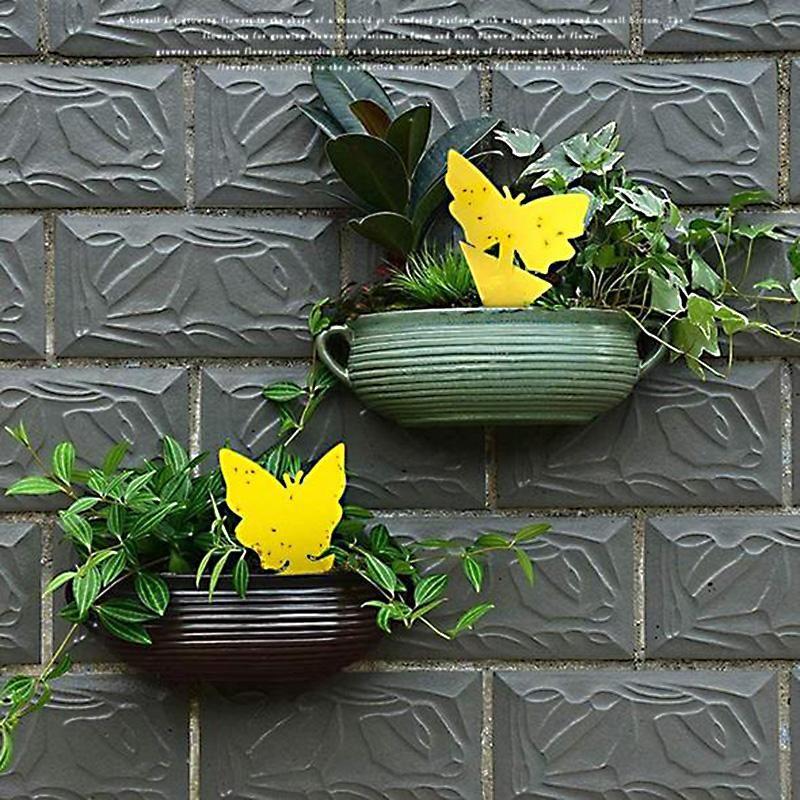 BowLift | Fruit Fly Fungus Gnat Sticky Trap