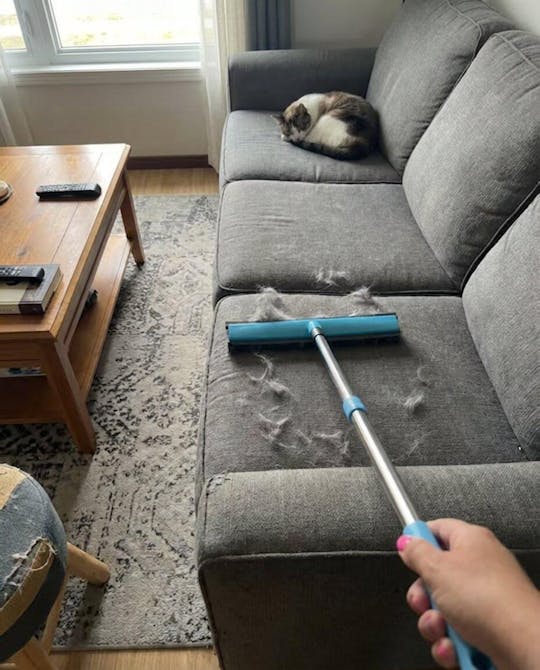 Pet hair remover broom with telescopic handle | Bowlift