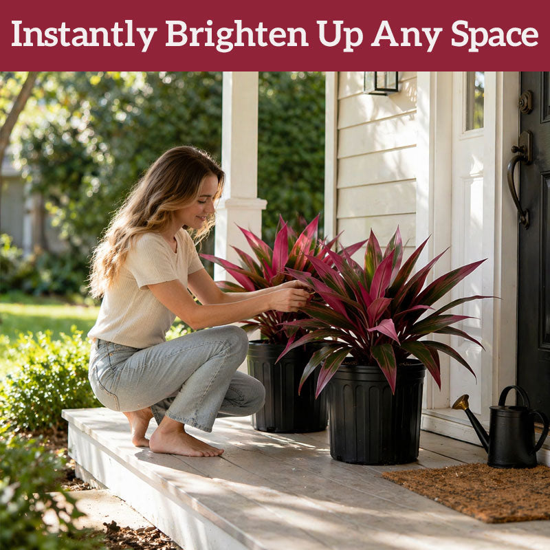 VerdoGlow — Vibrant freshness without effort that will transform your home forever | Bowlift