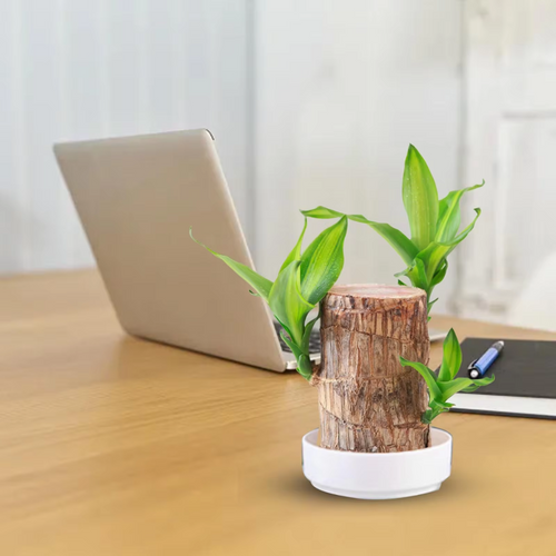 Brazilian Fortune Wood Plant - Bring Financial Luck and Prosperity Bowlift