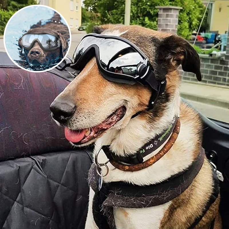 BowLift | Outdoor Protection Glasses for Dogs