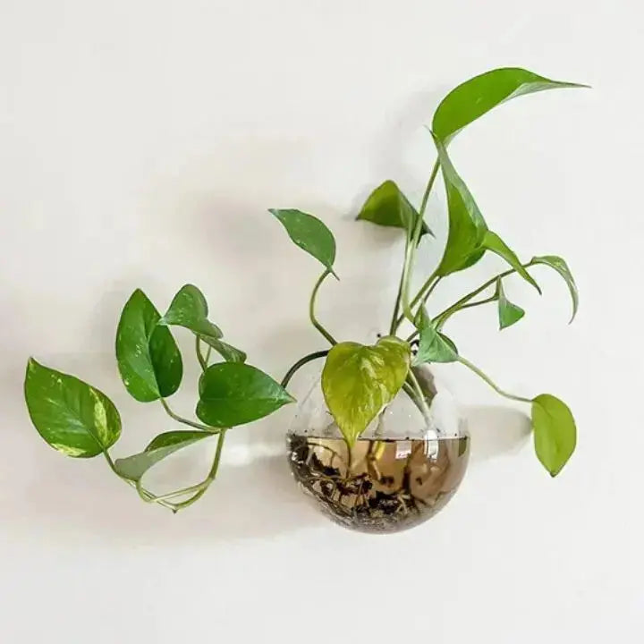BowLift | GlasOase — Bring Your Walls to Life with Fresh Nature Power and Style