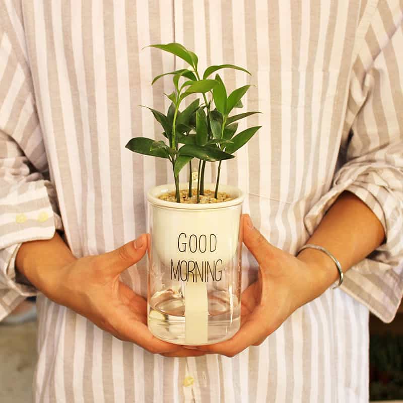 BowLift | Self-watering Hydro-Flower Pot