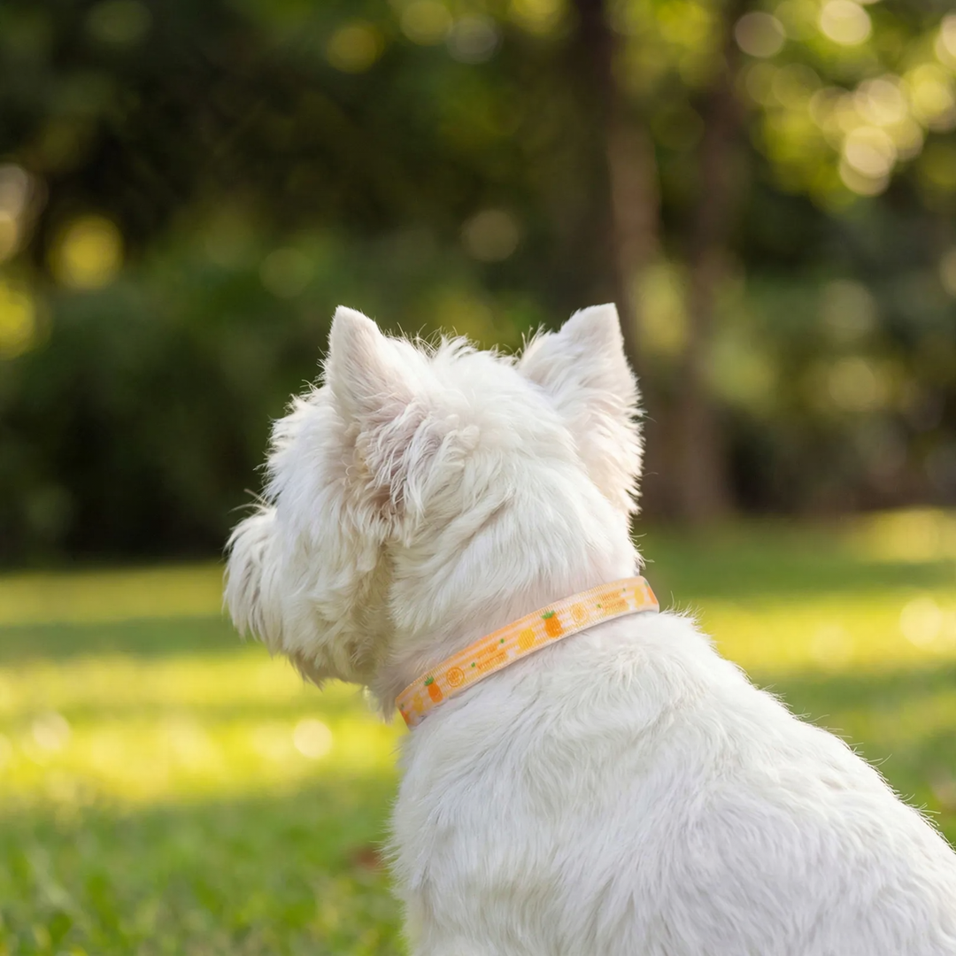 Adjustable collar with fruit pattern for dogs