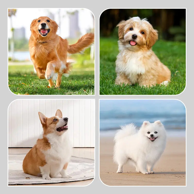 BowLift | 2 Pair Non-Slip Waterproof Dog Shoes for Safe and Happy Paws